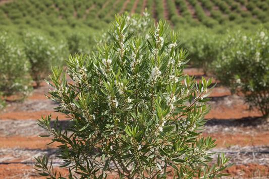 Tea Tree the Wonder Oil