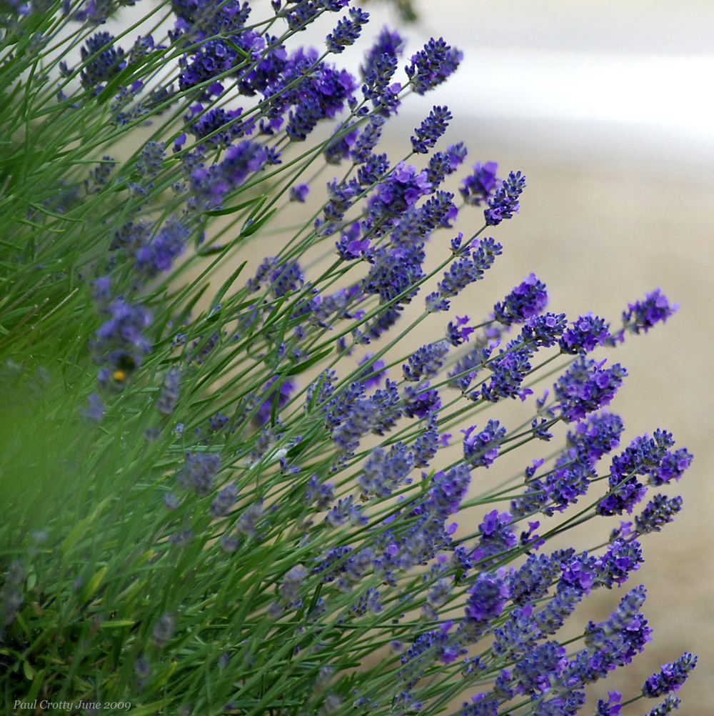 Lavender Flowers