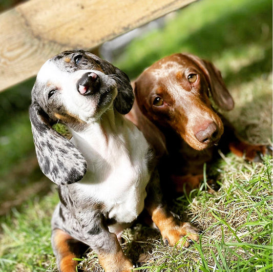 Pets and Animals